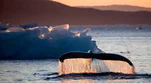 La vida del Ártico se modifica por el cambio climatico – Nuestroclima
