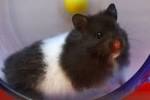 Male Black And White Syrian Hamster