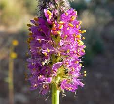 Image result for Indigofera pulchra