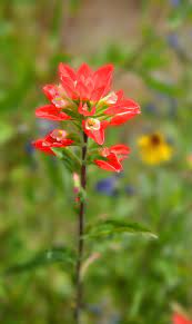 This species was formerly placed in the figwort family (scrophullariaceae), which was a hodgepodge of genera that didn't fit well in other families. Texas Red Indian Paintbrush Photograph By Lynn Bauer