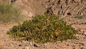 Image result for Petalidium englerianum