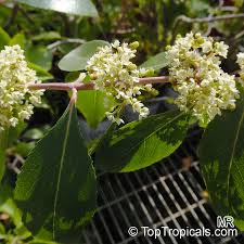 Image result for Catha edulis