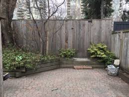 2 day free shipping on 1000s of products! Climbing Hydrangea And Maple Tree Shade Toronto Master Gardeners
