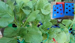 Kaedah hidroponik sistem pengaliran nutrien kaedah hidroponik memerlukan perbelanjaan. Hidroponik Guna Besen Je Hasil Tanaman Pun Puas Hati Juga Keluarga