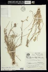 Image result for Eleusine kigeziensis