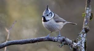 Rendez Vous Au Jardin Les 26 Et 27 Janvier 2019 Les Petites Betes Oiseaux Des Jardins Mesange Huppee