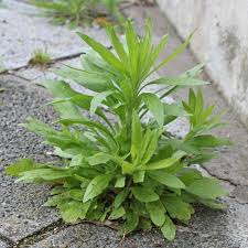 Image result for Conyza