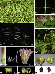 Image result for Spigelia anthelmia