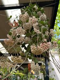 Image result for Polystachya spatella