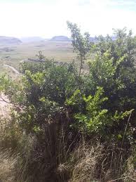 Image result for Searsia acuminatissima