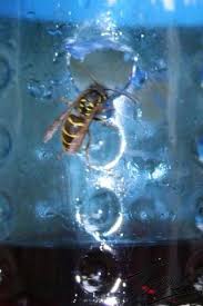 Image result for site:byggahus.se getingar