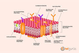 Factors Affecting Cell Membrane Structure (A-Level Biology) - Study Mind
