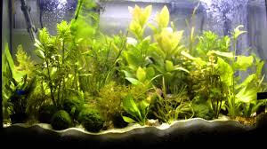 20 Gallon Tank Betta Sorority Perfect Sorority Setup Tons Of Plants Lots Of Space Must 8 Or More Females Tank Add All Betta Fish Nature Aquarium Betta