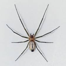 Spiders In Washington Species Pictures