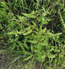 Image result for Aspilia ciliata
