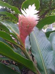 Flowers Of Hawaii Ginger Plant Plant Leaves Flowers