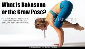 / the best selection of royalty free bakasana vector art, graphics and stock illustrations. Steps Stretches To Prepare For Bakasana Or The Crow Pose