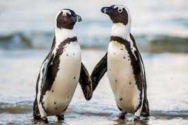 Penguins international is dedicated to penguin conservation and research to help understand the issues that penguins face and how we can join together to protect the future of these amazing. Penguin Vocabulary Similar To Humans Study Finds