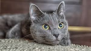 We did not find results for: Caring For You Older Cat Sheba