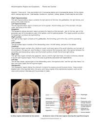 In anatomy and physiology, you'll learn how to divide the abdomen into nine different regions and four different quadrants. Abdominopelvic Regions