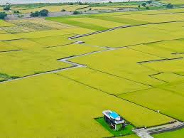 遊記 台中市外埔區 2020 11 13現況 台中外埔忘憂谷 大地拼布之金黃稻浪美景 季節限定美景 波斯菊花海 與忘憂巴士一起忘憂 賞花秘境 外埔粉紅薑荷花花海 ig fb熱門打卡景點 位置 怎麼去 路線sop圖 交通 拍攝點 gps座標 風の攝影趣 痞客邦