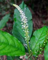 Image result for Petiveriaceae