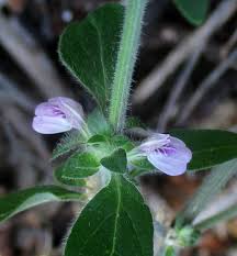 Image result for Justicia heterocarpa