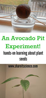 After the initial root growth, the top half of the seed will. Share It Science Saturday Science Experiment Grow An Avocado