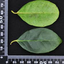 Image result for Elaeodendron croceum