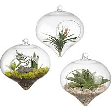 7 Each Hanging Glass Terrarium Cb2 Bring In Some Natural Color Use With Air Plants Or Succulent Hanging Terrarium Glass Terrarium Hanging Glass Terrarium