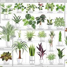 Plant Decor Indoor Plants
