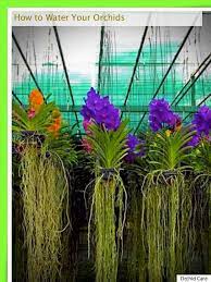 Orchid Plants Orchid Growing Orchid Gardens Growing Orchids Orchids Dendrobium Orchids Care