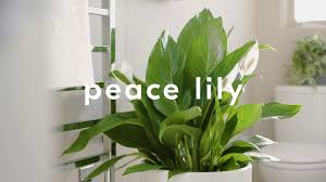 Your bathroom could use some greenery too! These 7 Plants Are Perfect For Small Bathrooms Youtube