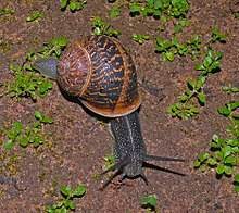 How big are garden snakes? Land Snail Wikipedia