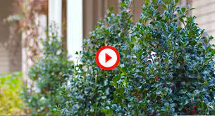 Shrubs for zone 7 are for sale from tn nursery with quick shipping and low prices. 10 Berry Producing Shrubs Proven Winners