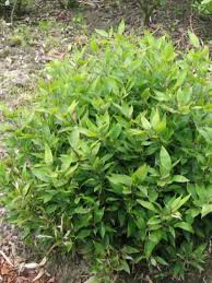 Image result for Shibataea kumasasa