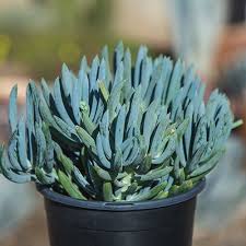 Image result for tbn:HNtrRnQBmFuaxM::www.bluechopsticks.com/img_large/800CC_0805S1015.jpg