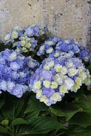 Hydrangea You Me Together Hydrangea Flower Peonies And Hydrangeas Hydrangea Garden
