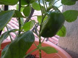 Epingle Sur Jardin Potager