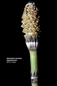 Image result for Equisetaceae