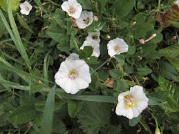 Image result for Convolvulus goyderi