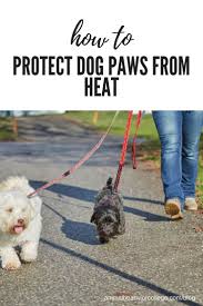 How To Protect Dog Paws From Heat Animal Behavior College Dog Paw Protection Dog Paw Care Dog Paws