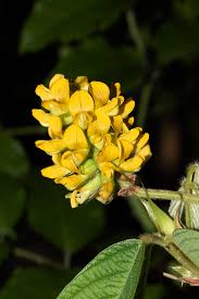 Image result for Eriosema