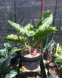 Lidah buaya (aloe vera) tanaman hias daun ini memiliki nama latin aloe vera, dan di indonesia dikenal dengan sebutan lidah buaya.tanaman ini memiliki fungsi ganda, bisa dijadikan sebagai tanaman hias daun didalam rumah, ataupun sebagai tanaman yang dapat dimanfaatkan sebagai penyubur rambut, penyembuh luka dan saat ini juga telah dikembangkan sebagai. Istana Bunga Aneka Jenis Tanaman Hias Indoor Facebook