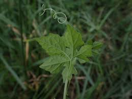 Image result for Momordica pterocarpa