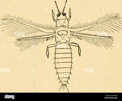 Image result for Onion Thrips