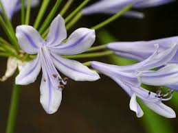 Image result for Agapanthus campanulatus