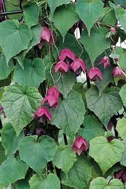 Some are red perennials, red annuals and some are red shrubs. 15 Wonderful Annual Vines Hgtv