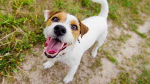 Länger als 10 minuten bellen ist für den hund so oder so nicht gesund. Warum Bellen Hunde Herz Fuer Tiere De