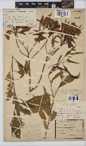 Image result for Nidorella spartioides